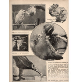 *Revue mensuelle - Die Woche*