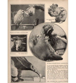 *Deutsche Monatszeitschrift - Die Woche*