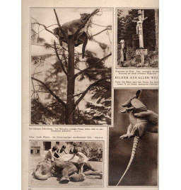 *Revue mensuelle - Die Woche*