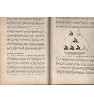 *Was muss der Nationalsozialist von der Dererbung wissen?*