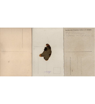 *Cartes postales WKI*